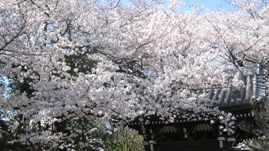 sakura