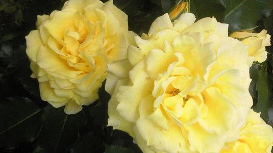 rose